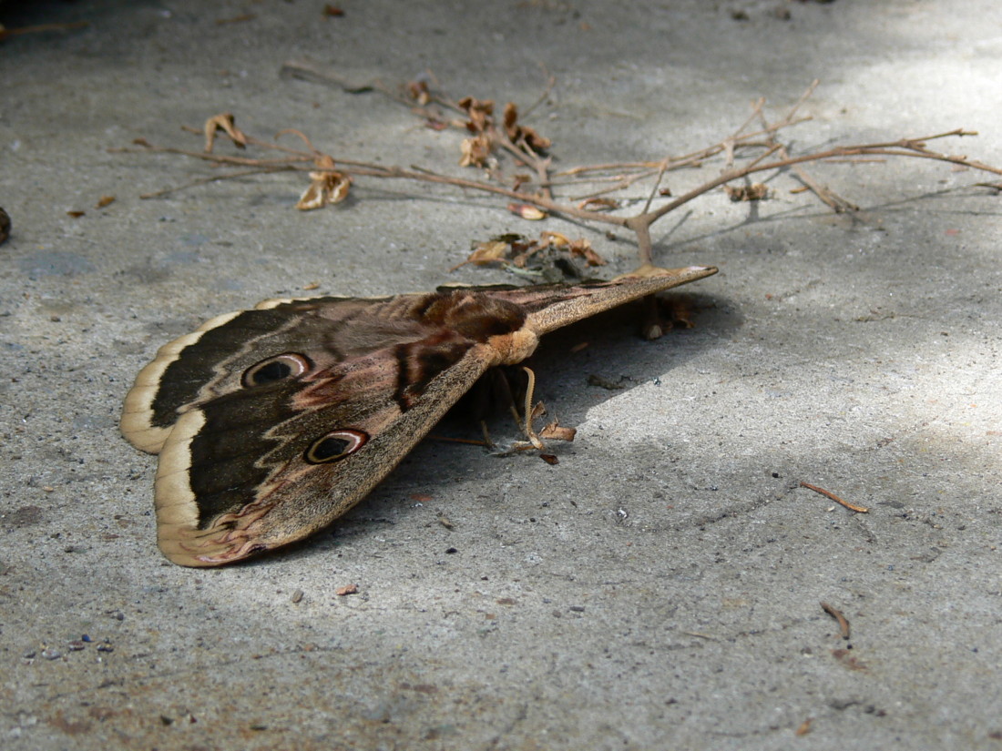 Saturnia pyri